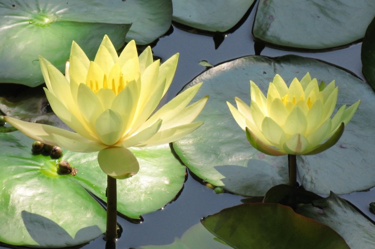 water lily - Poetic Voices: Elizabeth Onusko and Athena Kildegaard