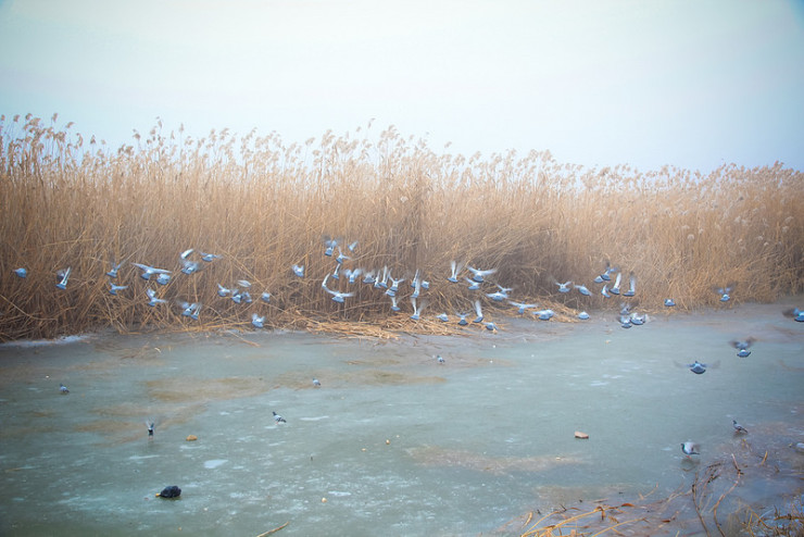 Birds by stream - poetry of biking trail