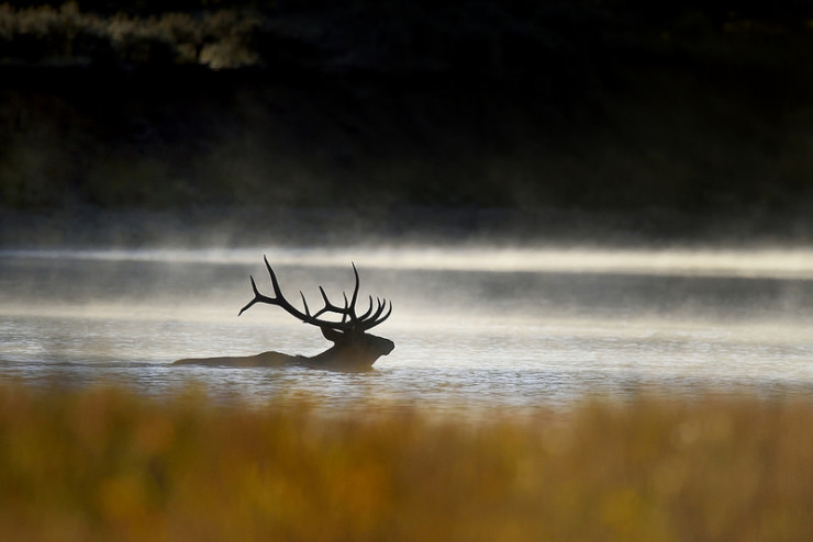 Elk crossing river - Canada’s 2016 Griffin Prize: Norman Dubie and Liz Howard