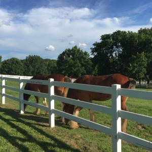 Two Clydesdale horses in a pasture adjacent to GRant's Trail