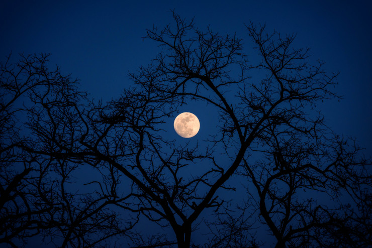 Moonlight Pai-Shih