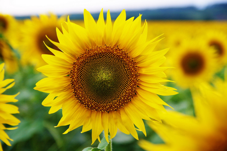 Sunflower field Memoir Notebook Bird on a Wire