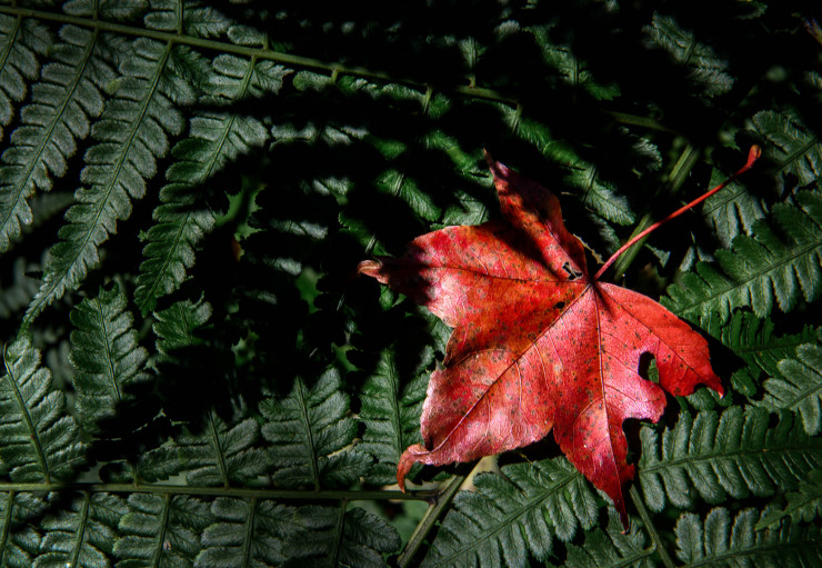 Top 10 Garden poems - red maple leaf in green ferns