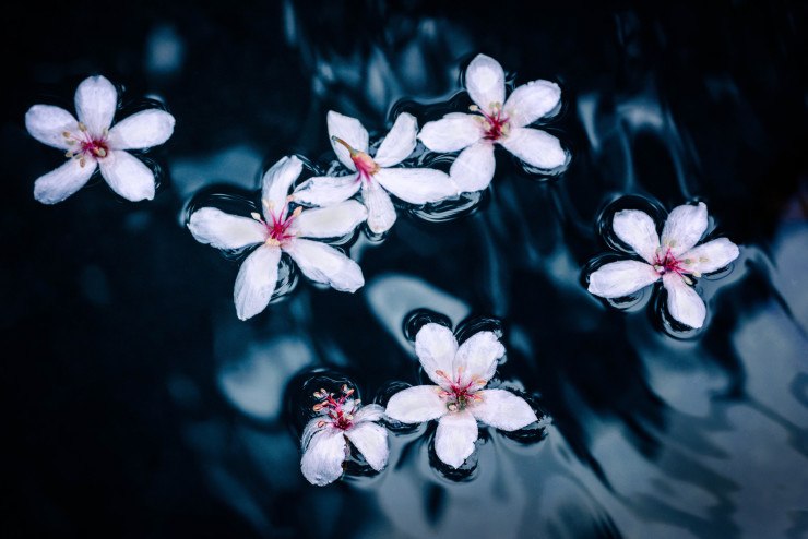 Tung Blossoms Pai-Shih