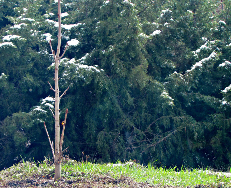 Chestnut tree for Anne Frank at Holocaust Memorial Center