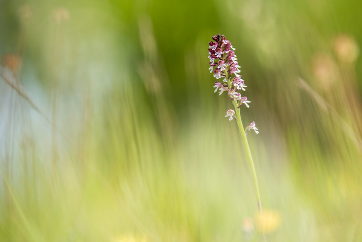 Red and White flower-How to Write a Poem