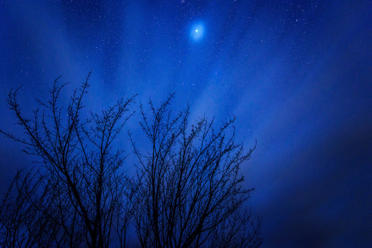 tree branches against night sky-Spoon River Anthology