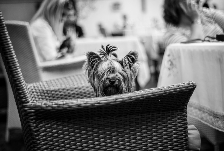 Tidying up your writing - dog in wicker basket