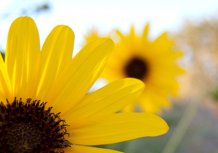 Yellow Flowers Memoir and Poetry Workshop