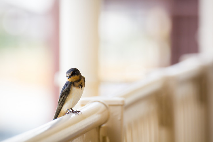 bird on a ledge everyday epiphanies