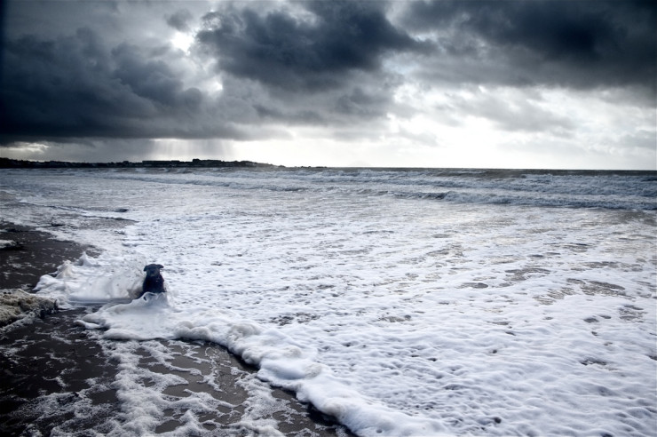 Seashore - Jen Karetnick - Pondering the Often Invisible