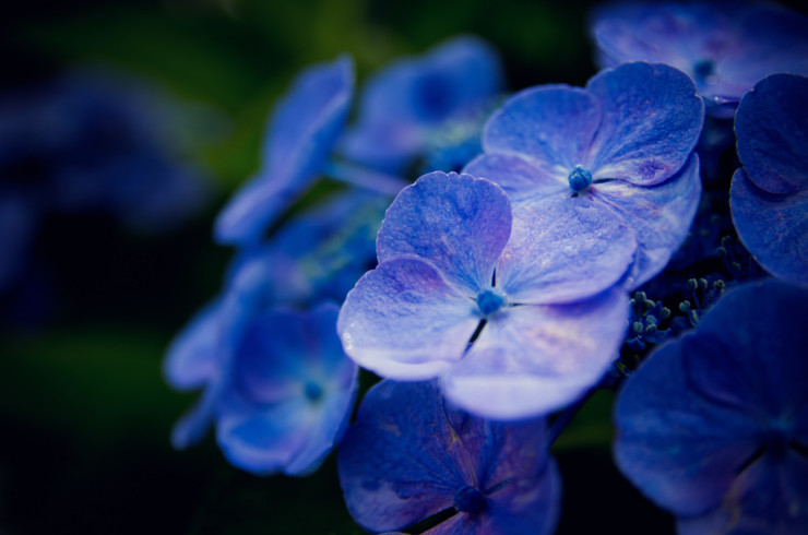 The Magician's Elephant book club purple hydrangea