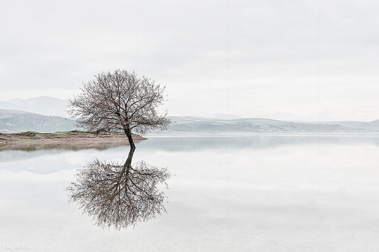 Tree reflection - Don Paterson: Poet of Light and Dark in Life and in Ourselves