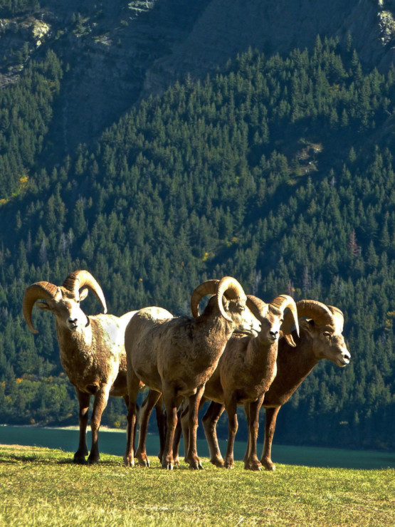 high-tea-at-waterton-glacier-international-peace-park-8