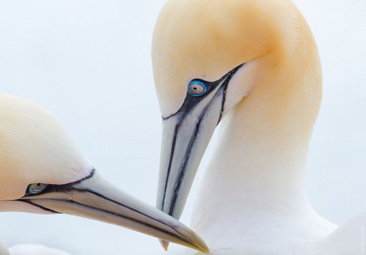 Poetry Dare Committing Prufrock - two white northern gannet