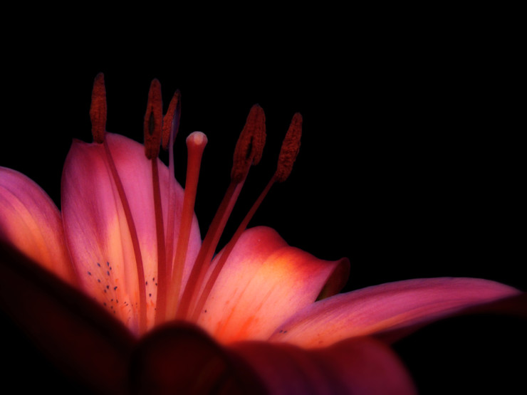 Juan Gelman Dark Times Filled with Light red lily against black