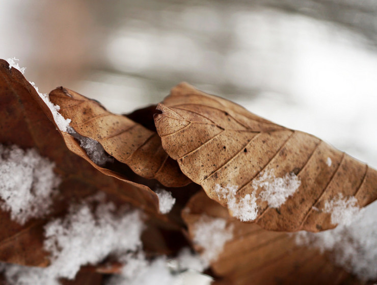 Leaf in snow John Sibley Williams