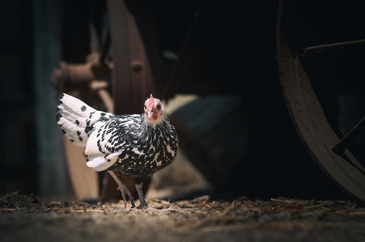 funny-chicken-chase-photo-david-goehring