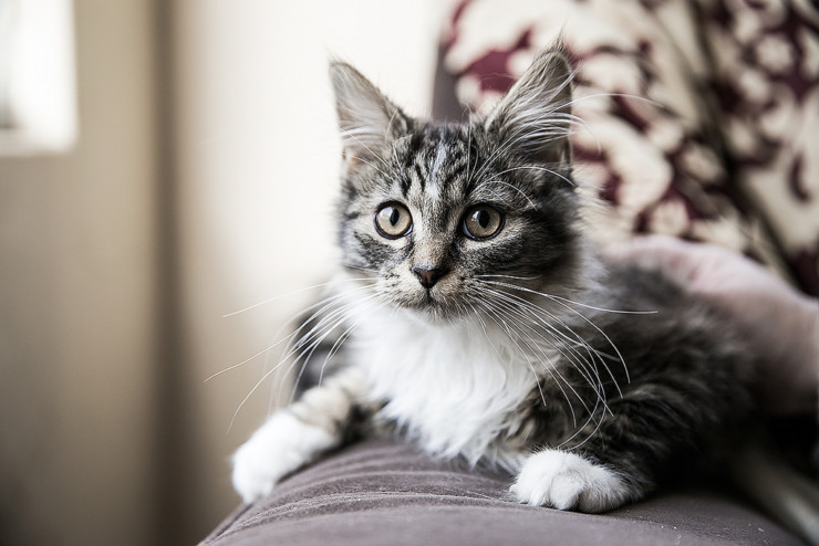 Curious The Desire to Know book club gray cat on sofa