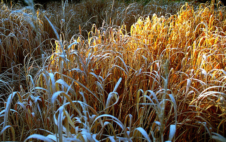 Reeds in light Bernard O'Donoghue