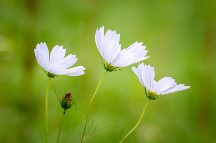 Committing Prufrock Memorization Memories white flowers on green