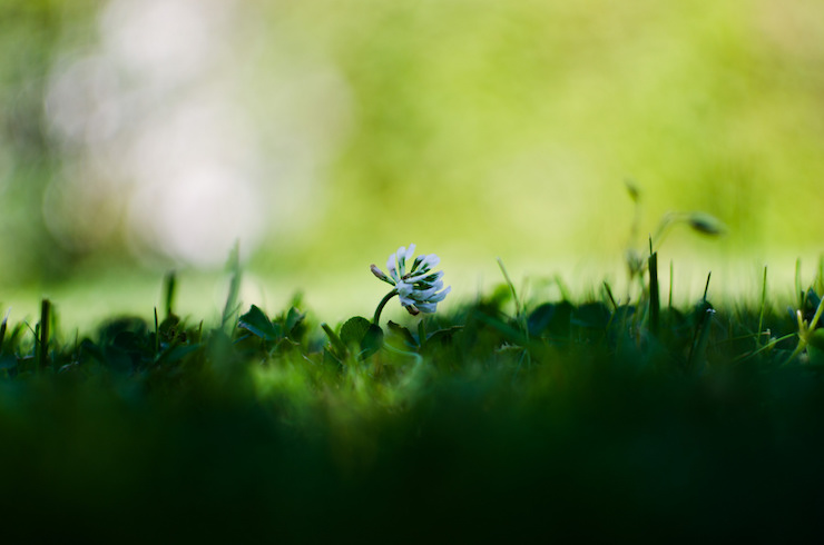 greensleeves clover