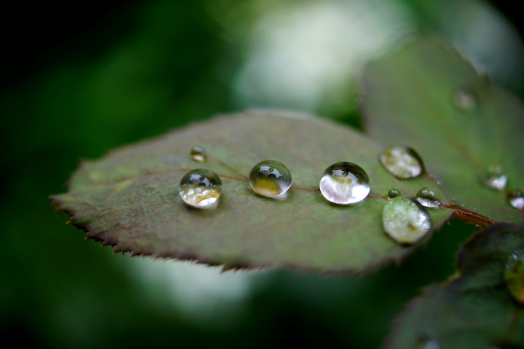 Jewels on a Leaf National Poetry Month