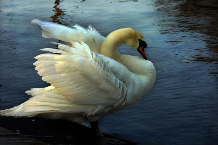 the wild swans
