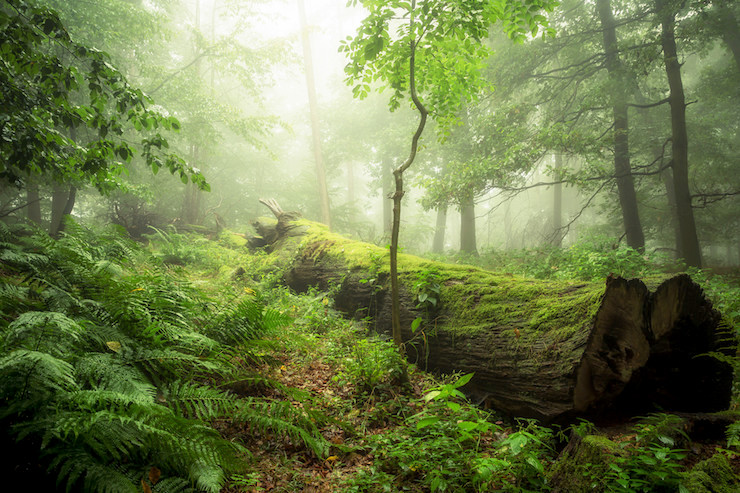 yeats fairy land stolen child