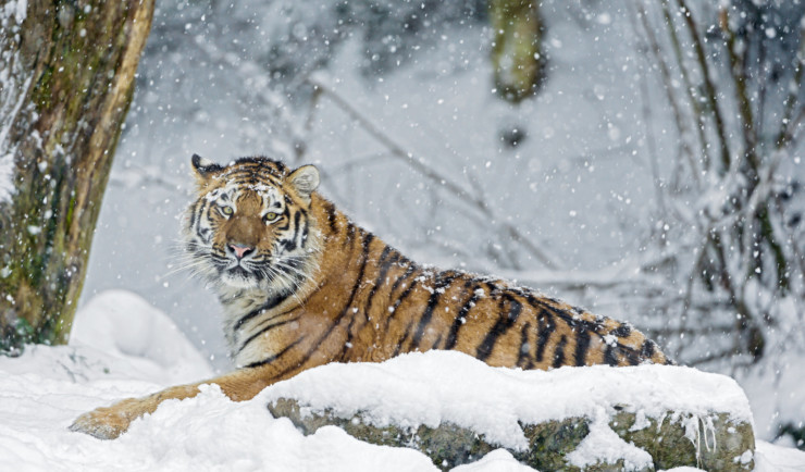 Commiting Poetry tiger in snow