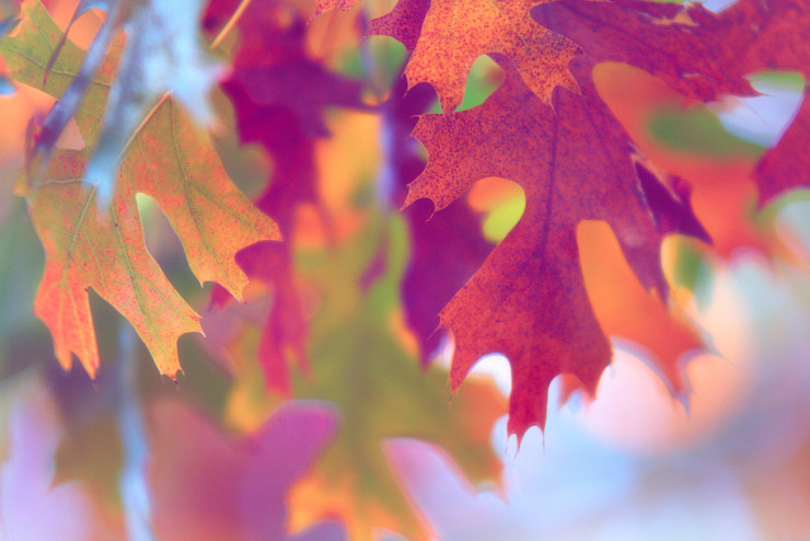 Last Child in the Woods book club autum leaves