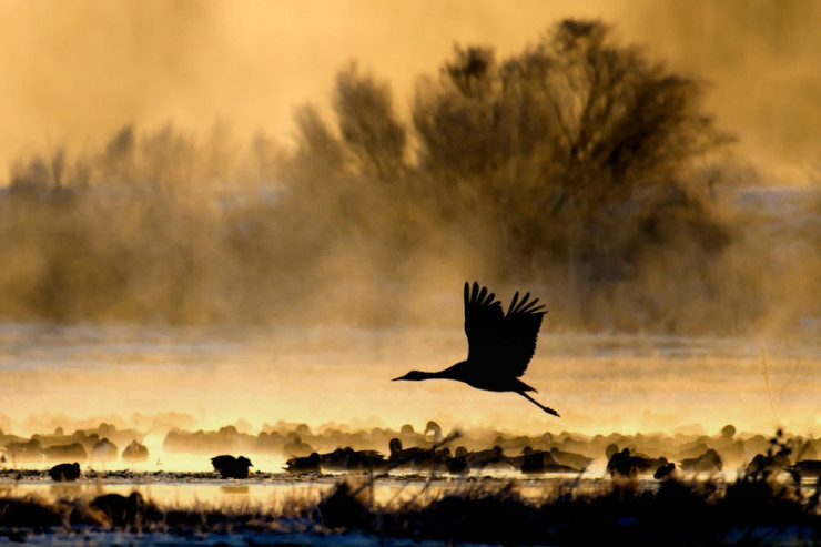 flying crane Wallace Stevens