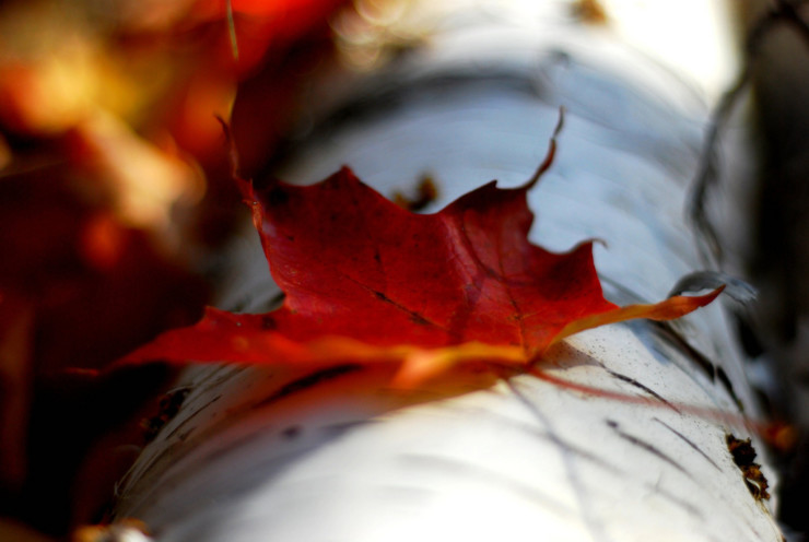 Red Maple Leaf Michelle Menting