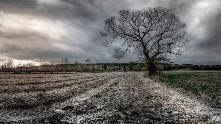 Tree in field Armitage Pearl