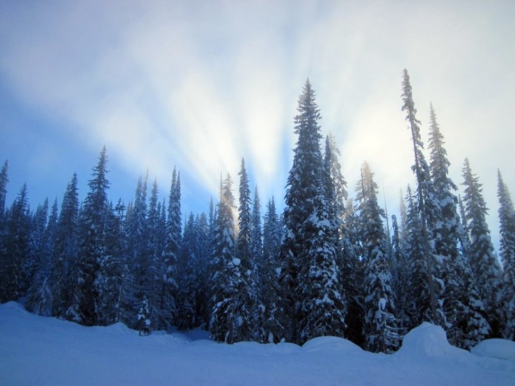 Hopeful Snow Pines