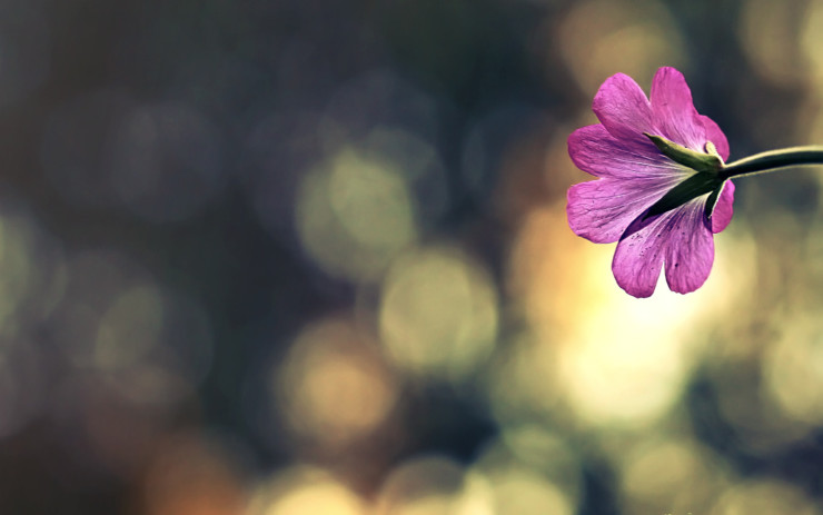 More poetry less stress purple flower bokeh