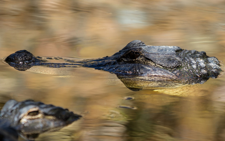 Alligator evergladesAlligator everglades