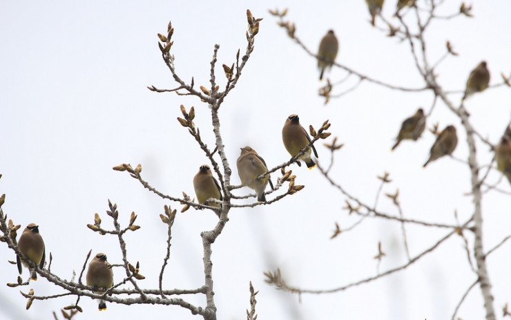 Bird in Tree Max Porter