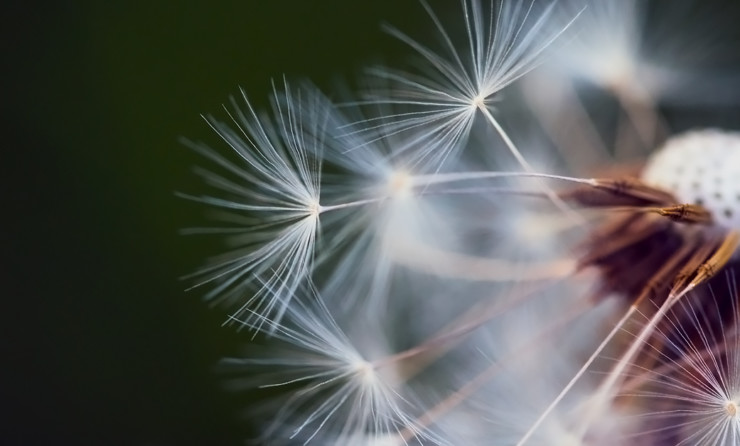 Dip Into Poetry dandelion fluff