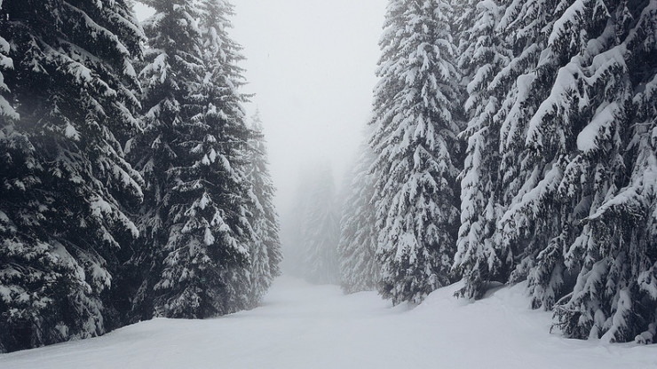 Trees in snow Floodgate chapbooks