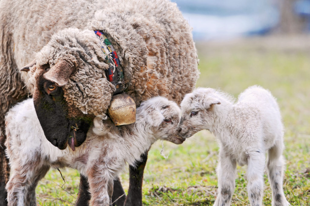 Baby Lambs with Mother