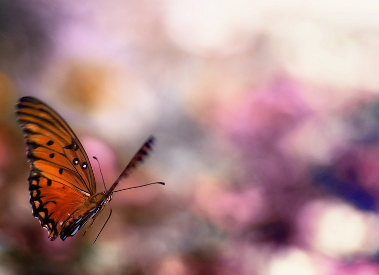 Gorgeous Butterfly Ecochallenge