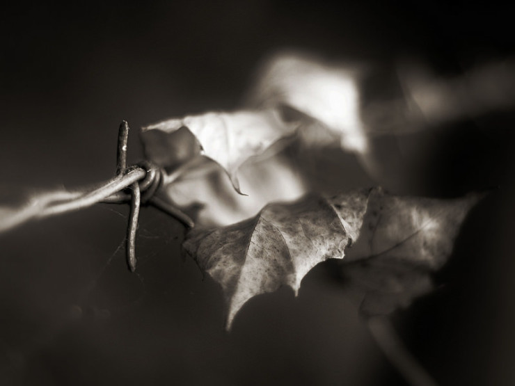 Leaf on barbed wire Darren Demaree