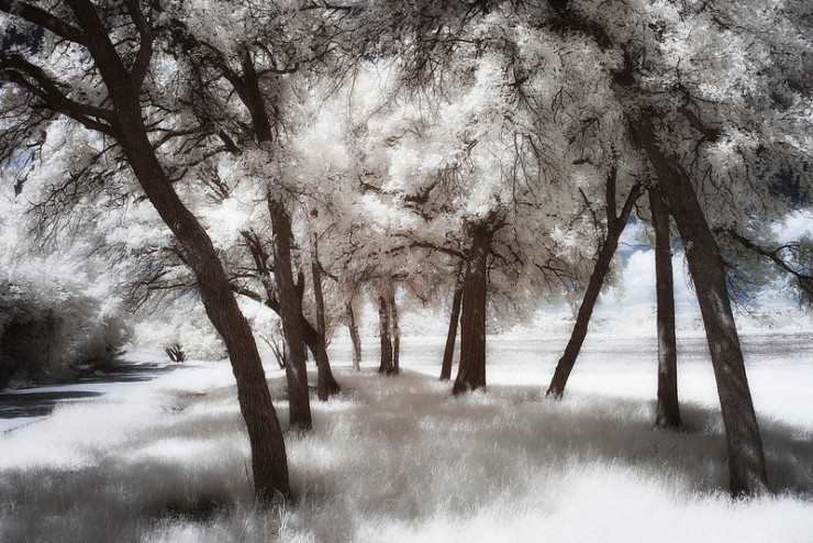 Trees The Old Curiosity Shop Road Trip