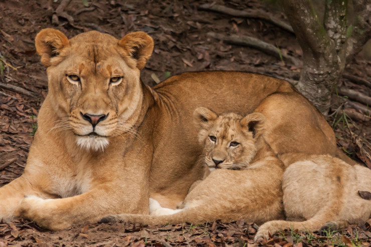 misunderstood lion poetry prompt