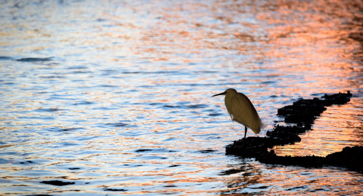 Tanka Poetry Prompt: What’s a Tanka?