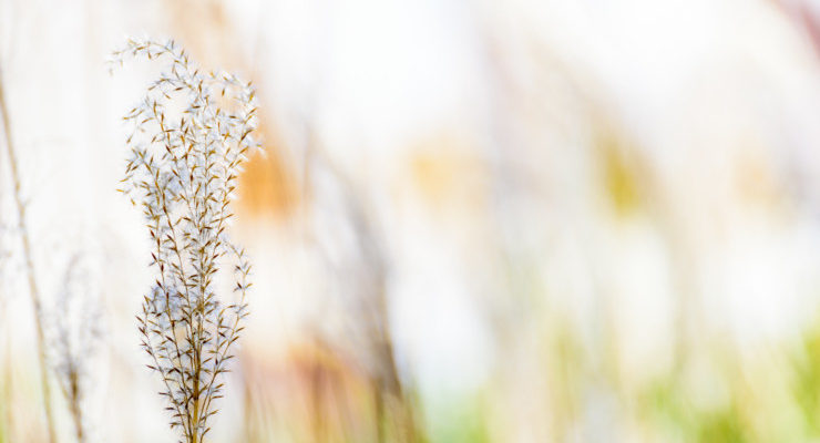 “H is for Haiku,” An Invitation to Small Joys