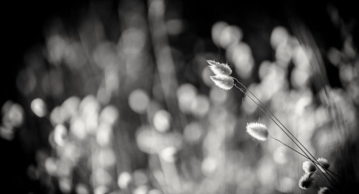 Poetry Prompt: Japanese Art and the Tanka