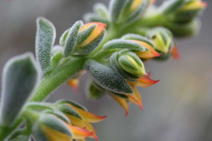 Editor TLC orange buds opening