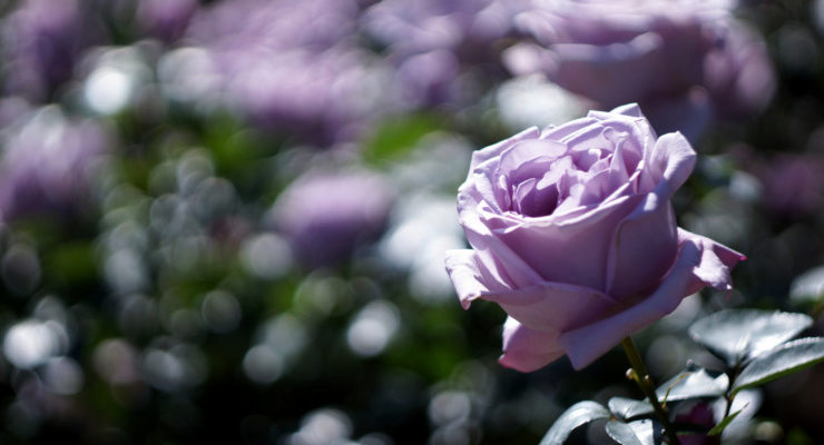 Slipping In Poem On Your Pillow Day